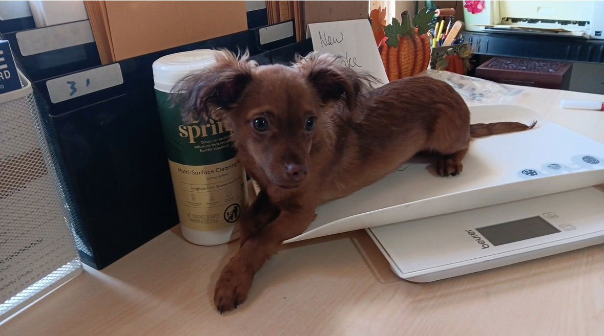 Jinx - ADOPTION IN PROCESS - Photo 4