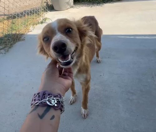 CHIMMY - ADOPTION IN PROCESS - Papillon available for adoption