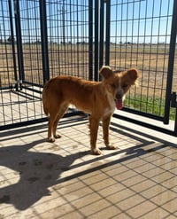 Chimmy - ADOPTION IN PROCESS - Photo 3