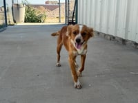 Chimmy - ADOPTION IN PROCESS - Photo 1
