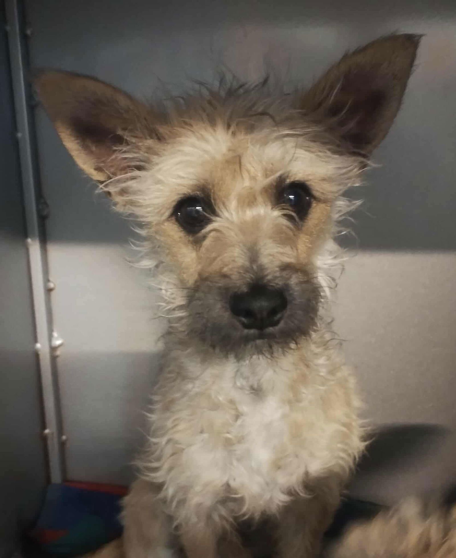 ELLIOT - ADOPTION IN PROCESS - Yorkshire Terrier Yorkie / Schnauzer available for adoption