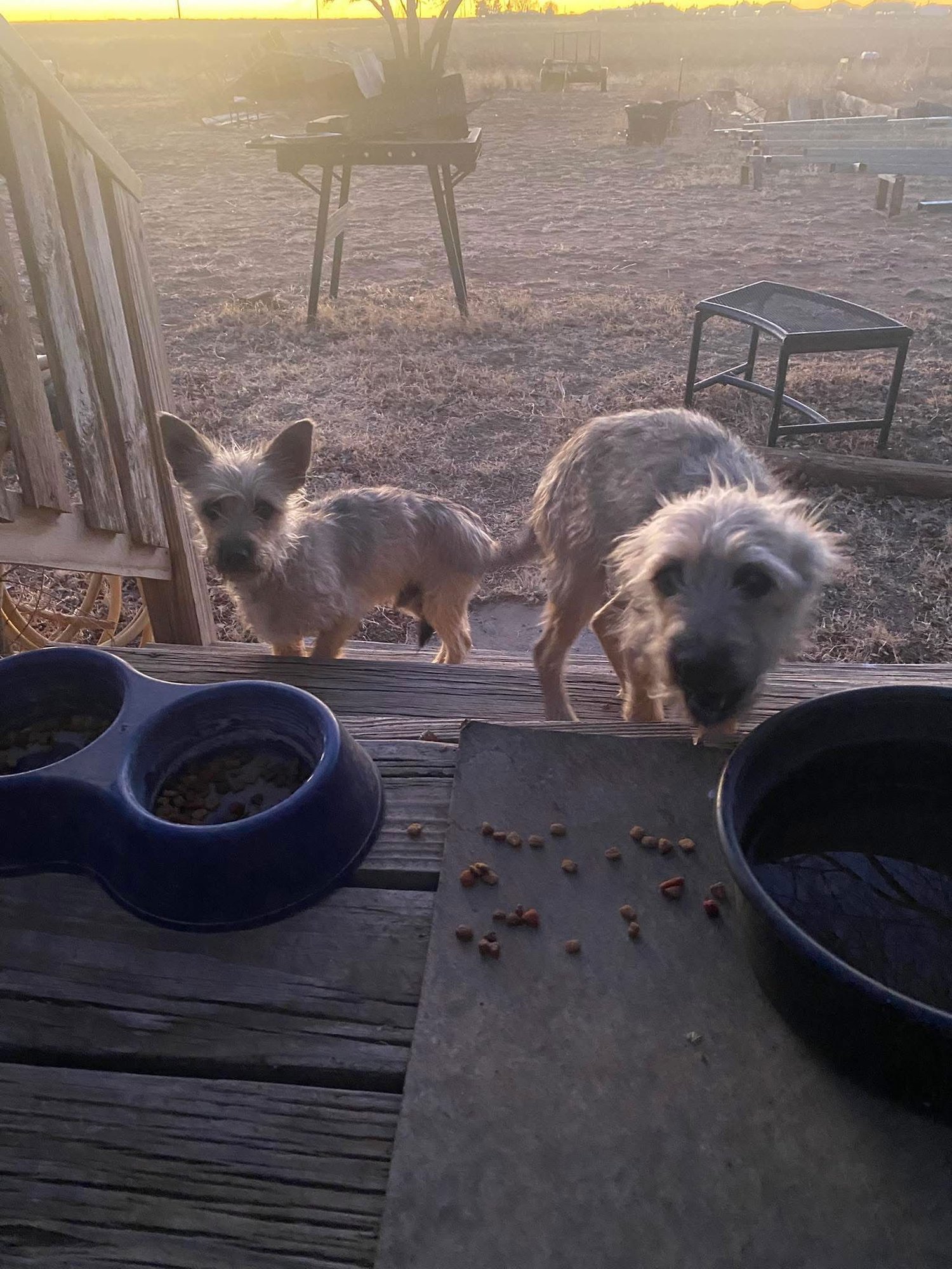 Elliot - ADOPTION IN PROCESS - Photo 3