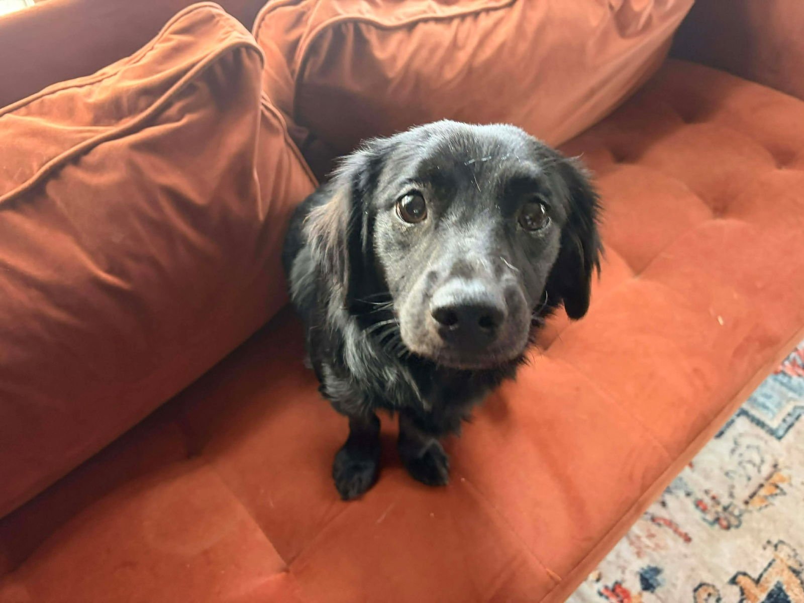 DUCKIE - ADOPTION IN PROCESS - Dachshund / Chihuahua available for adoption