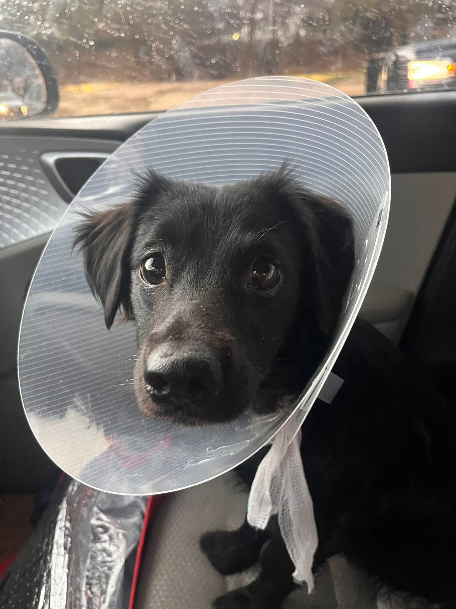 DUCKIE - ADOPTION IN PROCESS - Dachshund / Chihuahua available for adoption