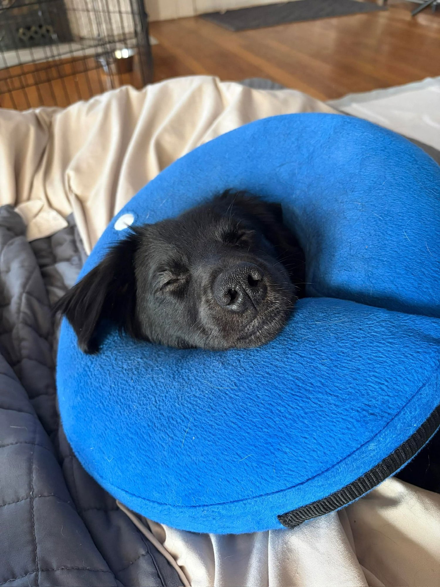 Duckie - ADOPTION IN PROCESS - Photo 3