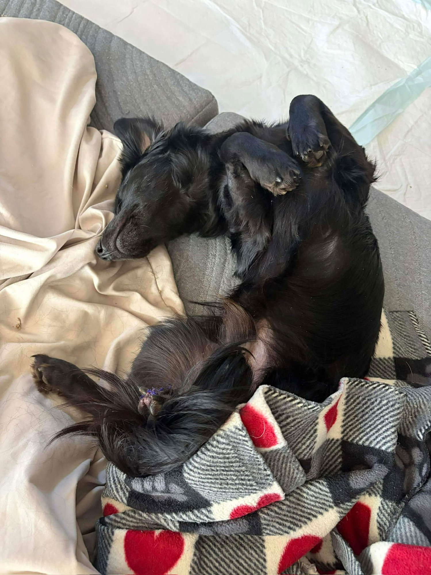 Duckie - ADOPTION IN PROCESS - Photo 4