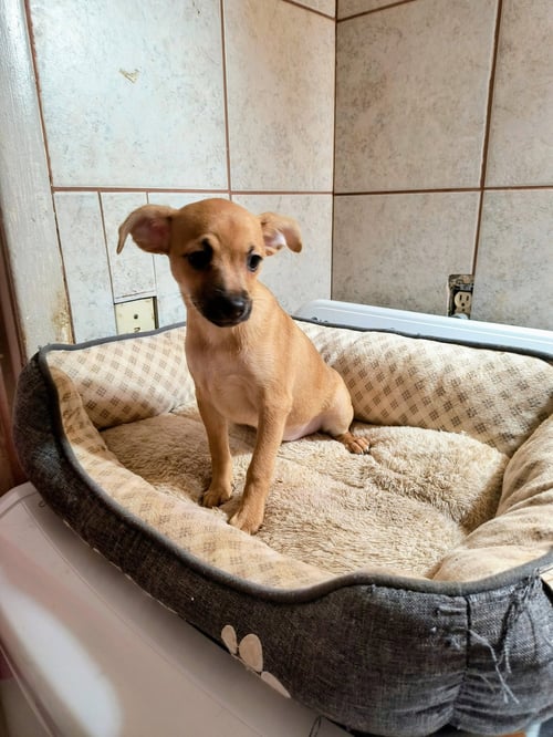 SPONSOR OR FOSTER ME - CANCUN - Chihuahua available for adoption