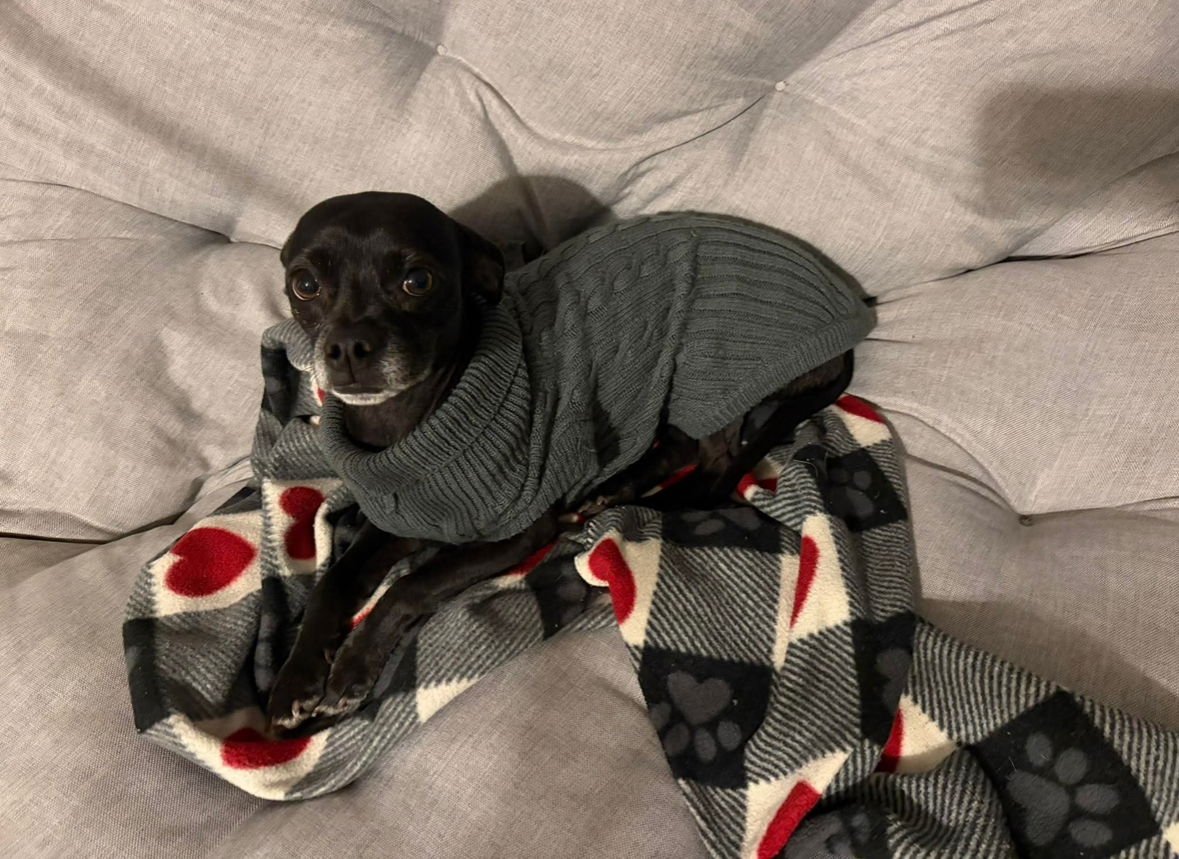 COOKIE- ADOPTION IN PROCESS - Chihuahua available for adoption