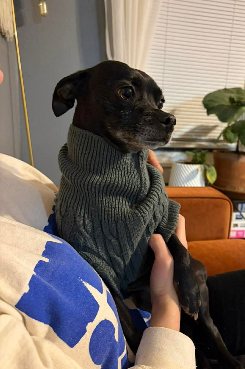 COOKIE- ADOPTION IN PROCESS - Chihuahua available for adoption