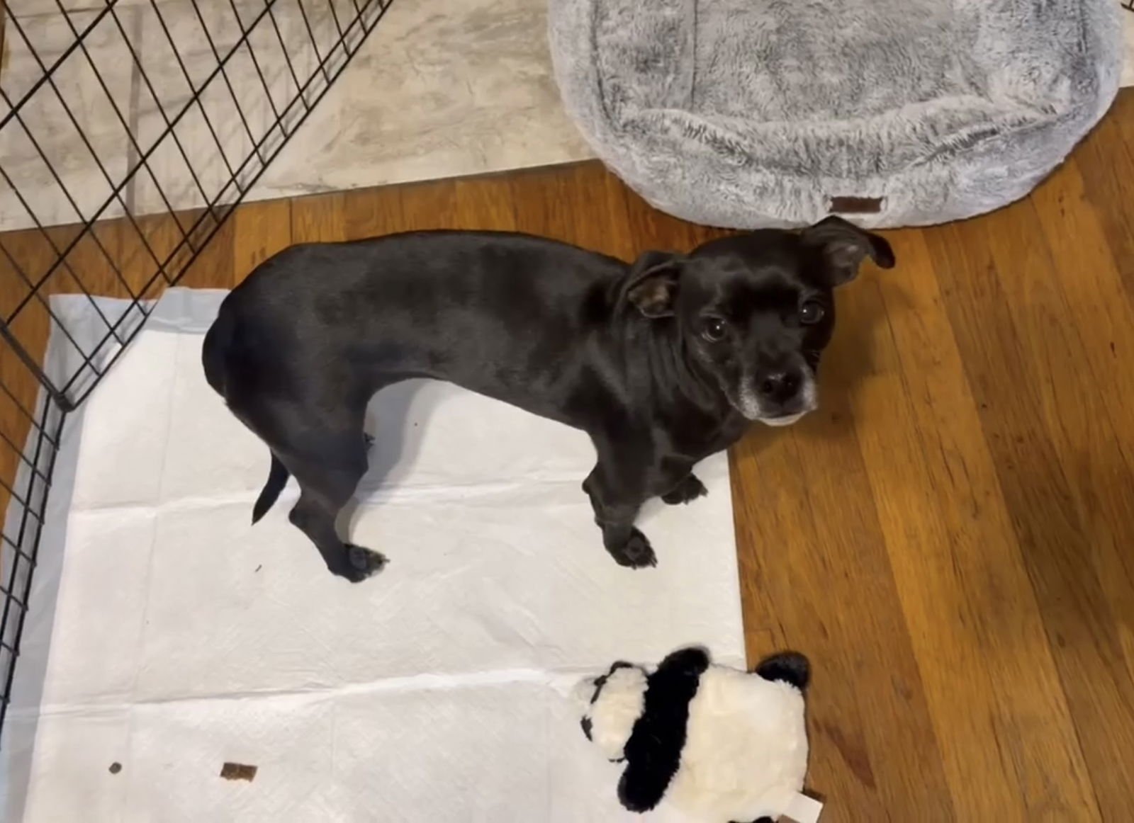 Cookie- ADOPTION IN PROCESS - Photo 4