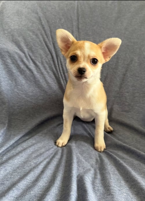 NECTAR - ADOPTION IN PROCESS - Chihuahua / Pomeranian for adoption in Milwaukee