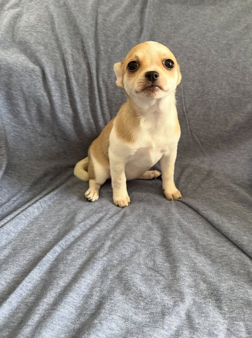 NECTAR - ADOPTION IN PROCESS - Chihuahua / Pomeranian available for adoption