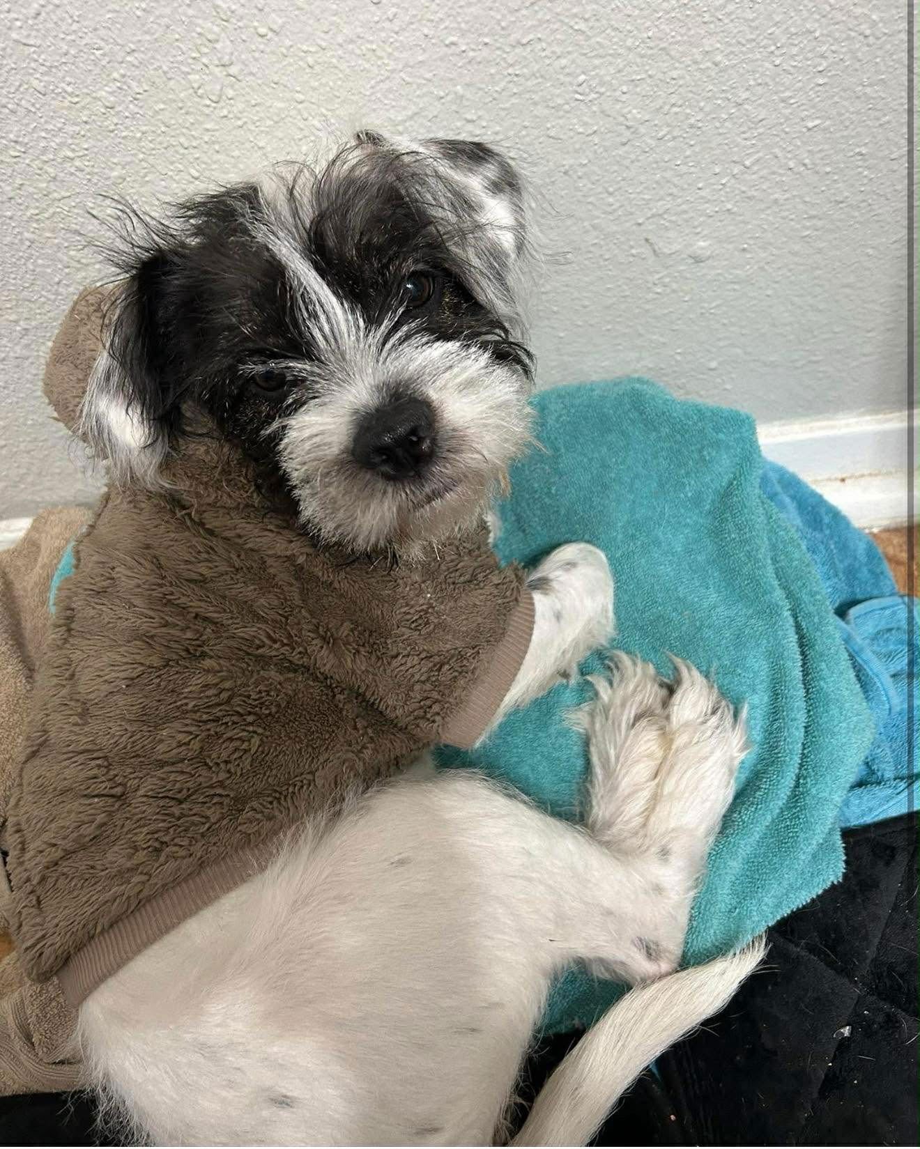 PEARL - ADOPTION IN PROCESS - Terrier available for adoption