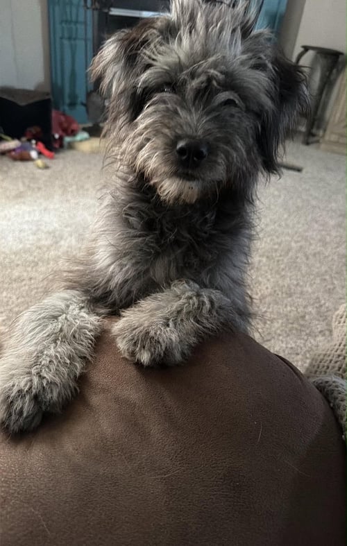 LILO - ADOPTION IN PROCESS - Poodle (Miniature) for adoption in Milwaukee