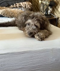 Lilo - ADOPTION IN PROCESS - Photo 2