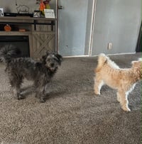 Lilo - ADOPTION IN PROCESS - Photo 3