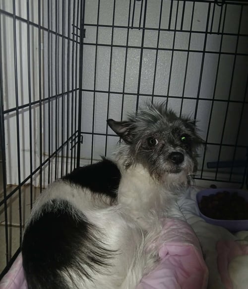 ZOEY - ADOPTION IN PROCESS - Yorkshire Terrier Yorkie for adoption in Milwaukee