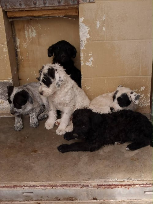 SUNFLOWER - ADOPTION IN PROCESS - Poodle (unknown type) / Cattle Dog available for adoption