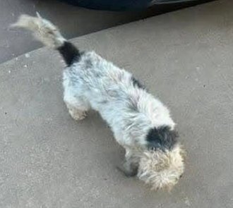 JOEY - Terrier available for adoption