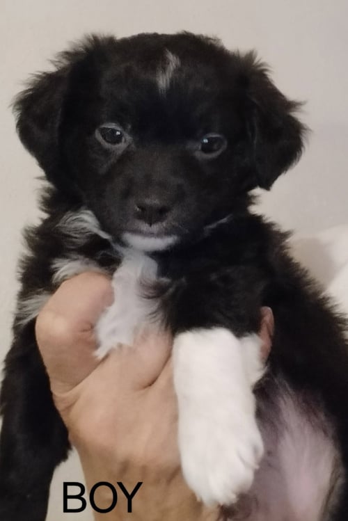 MONET - Chihuahua / Terrier available for adoption