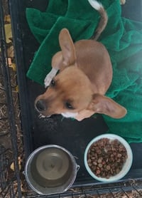 Taco - Photo 2
