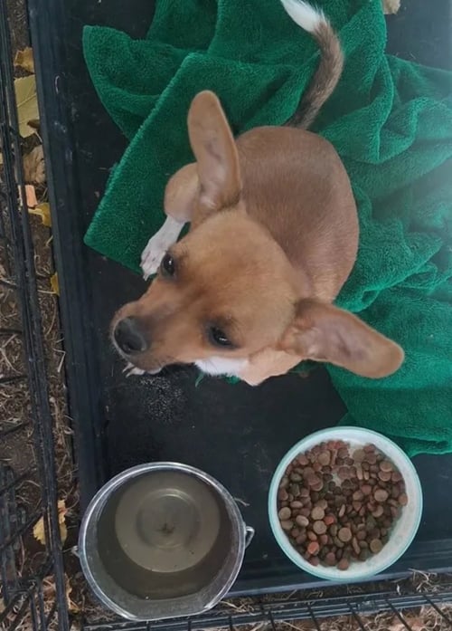 TACO - Chihuahua available for adoption