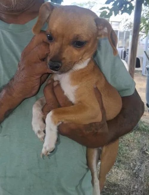 TACO - Chihuahua for adoption in Milwaukee