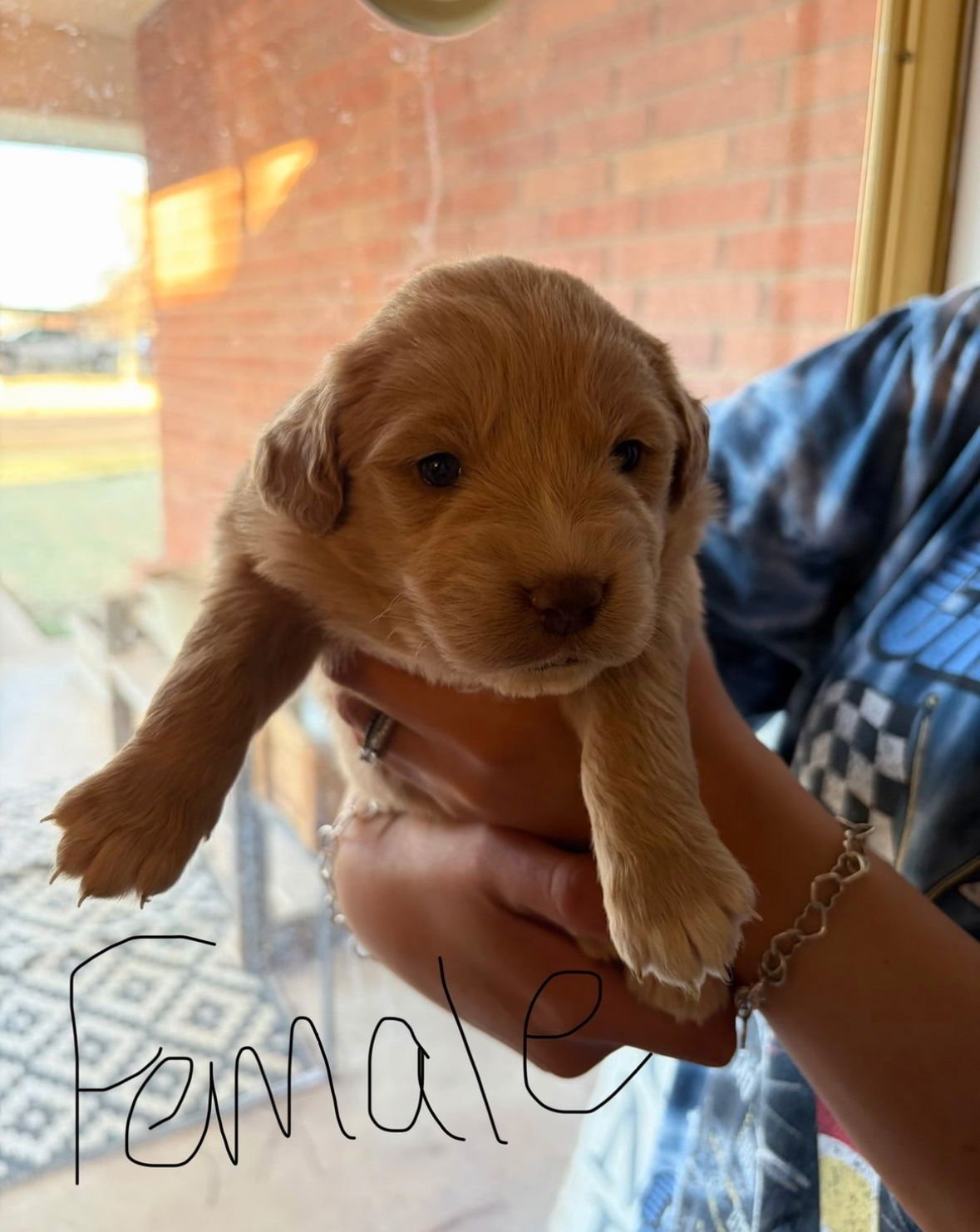 SKITTLES - ADOPTION IN PROCESS - Golden Retriever available for adoption