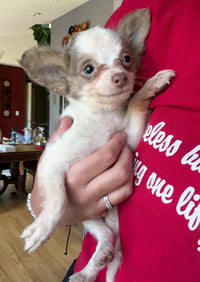 Sterling - ADOPTION IN PROCESS - Photo 1