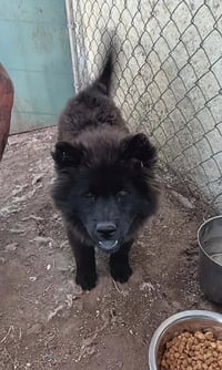 Ashlee - ADOPTION IN PROCESS - Photo 1