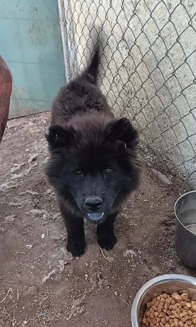 ASHLEE - ADOPTION IN PROCESS - Chow Chow for adoption in Milwaukee