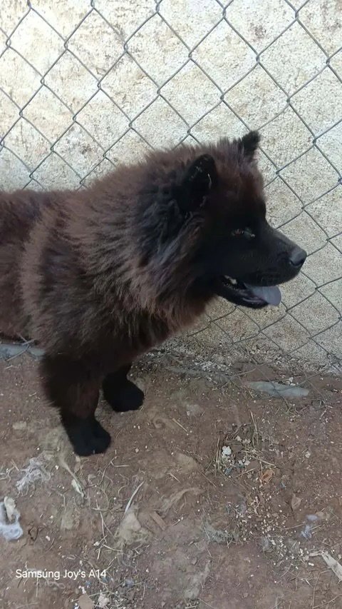 ASHLEE - ADOPTION IN PROCESS - Chow Chow available for adoption