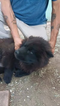 Ashlee - ADOPTION IN PROCESS - Photo 3