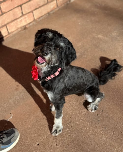 BELLE - ADOPTION IN PROCESS - Schnauzer / Poodle (unknown type) for adoption in Milwaukee