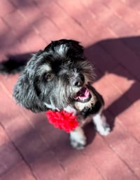 Belle - ADOPTION IN PROCESS - Photo 2