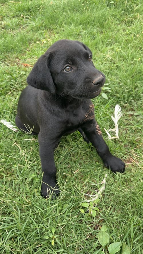 LEVI - ADOPTION IN PROCESS - Labrador Retriever for adoption in Milwaukee