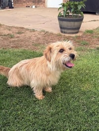 Sissy - ADOPTION IN PROCESS - Photo 1