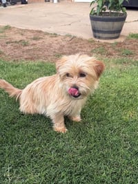 Sissy - ADOPTION IN PROCESS - Photo 2