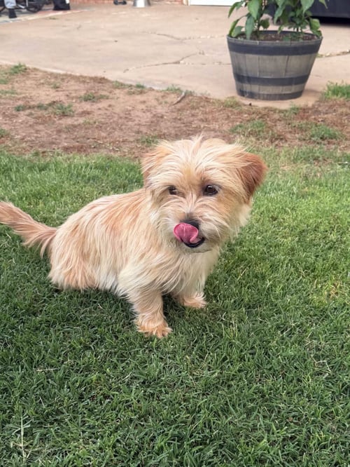 SISSY - ADOPTION IN PROCESS - Terrier available for adoption