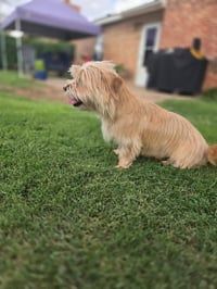 Sissy - ADOPTION IN PROCESS - Photo 3
