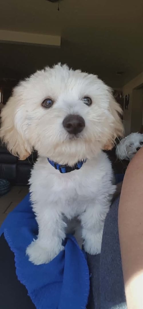 BRAX - ADOPTION IN PROCESS - Schnauzer / Maltese for adoption in Milwaukee
