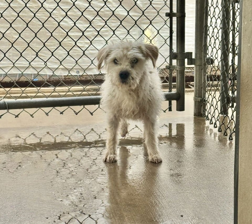 SPARKY - Schnauzer available for adoption