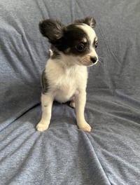 Clover - ADOPTION IN PROCESS - Photo 2