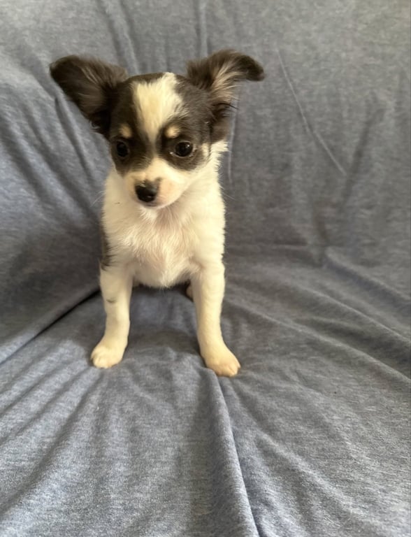 Clover - ADOPTION IN PROCESS Image