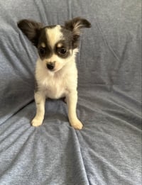 Clover - ADOPTION IN PROCESS - Photo 1