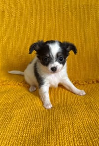 Clover - ADOPTION IN PROCESS - Photo 3