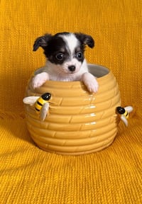 Clover - ADOPTION IN PROCESS - Photo 4