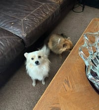 Bailey - ADOPTION IN PROCESS - Photo 3