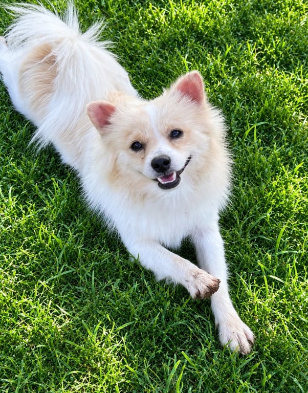 Bailey - ADOPTION IN PROCESS Image