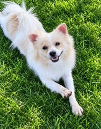 Bailey - ADOPTION IN PROCESS - Photo 1